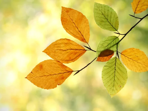 Transformation Captions For Instagram